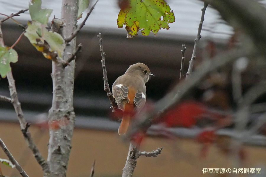 �ɓ������̎��R�ώ@��