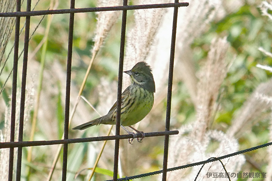 �ɓ������̎��R�ώ@��