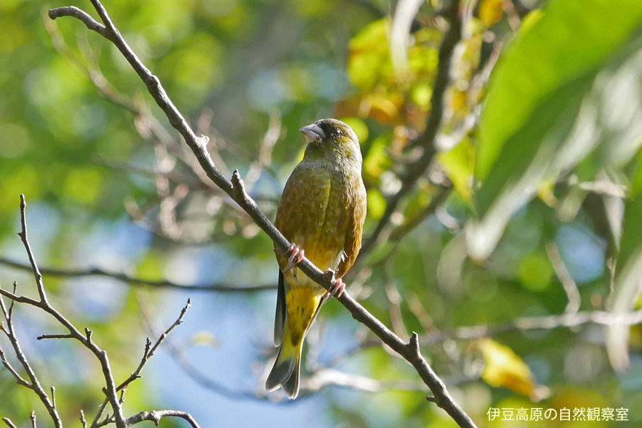 �ɓ������̎��R�ώ@��