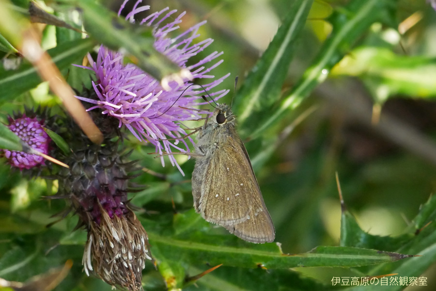 �ɓ������̎��R�ώ@��