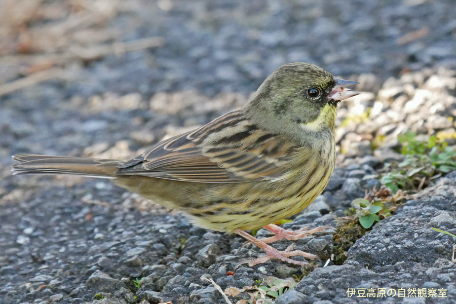 �ɓ������̎��R�ώ@��