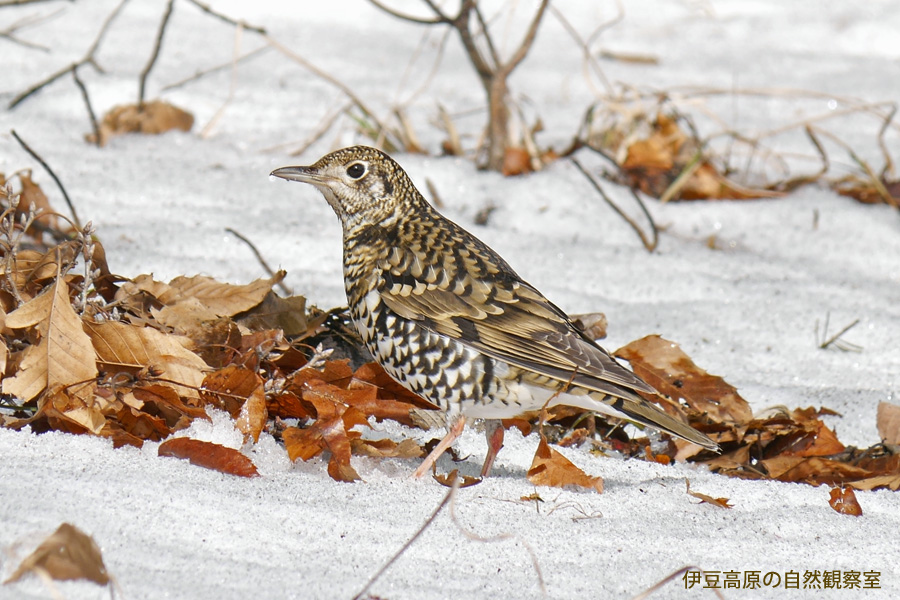 �ɓ������̎��R�ώ@��