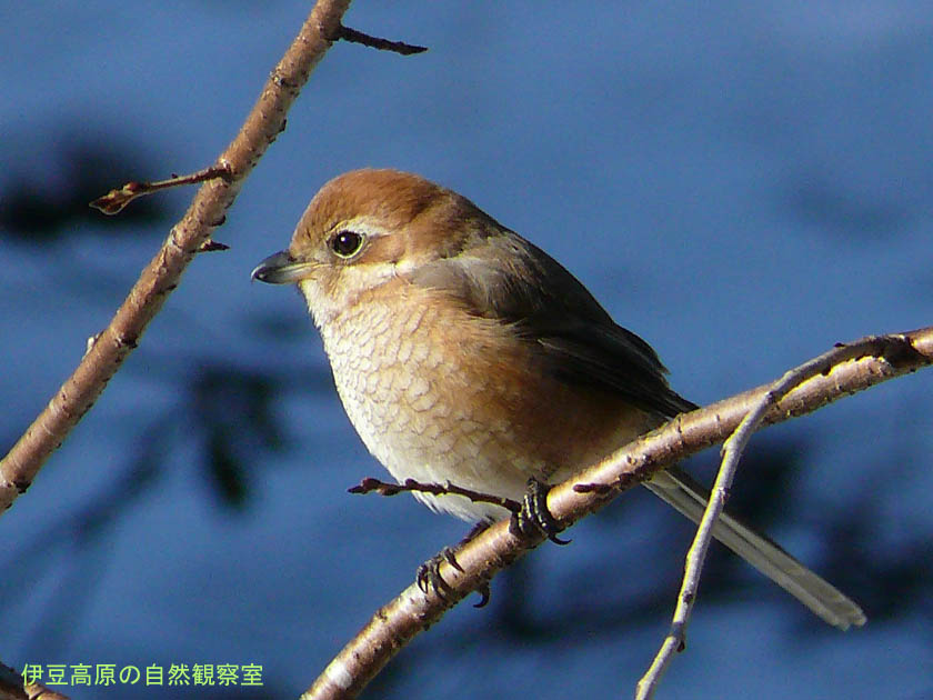 �ɓ������̎��R�ώ@��