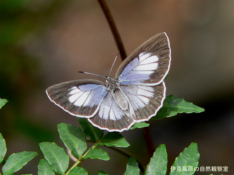 �ɓ������̎��R�ώ@��