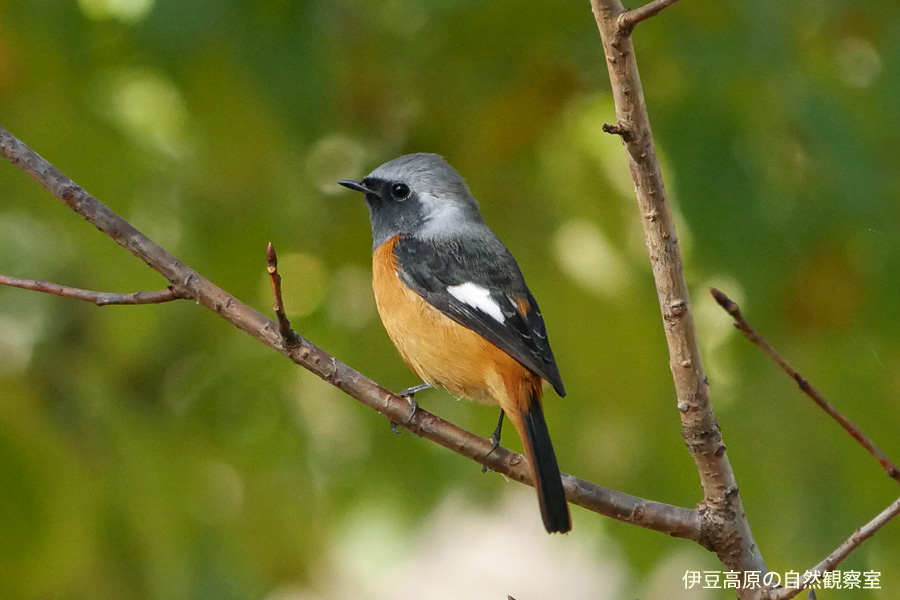 �ɓ������̎��R�ώ@��