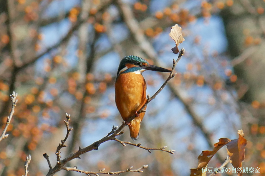 �ɓ������̎��R�ώ@��