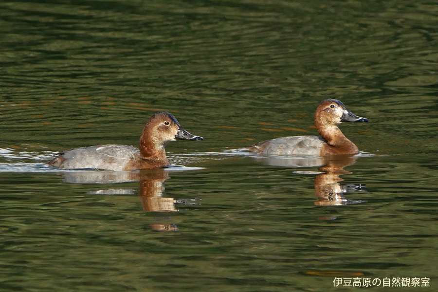 �ɓ������̎��R�ώ@��