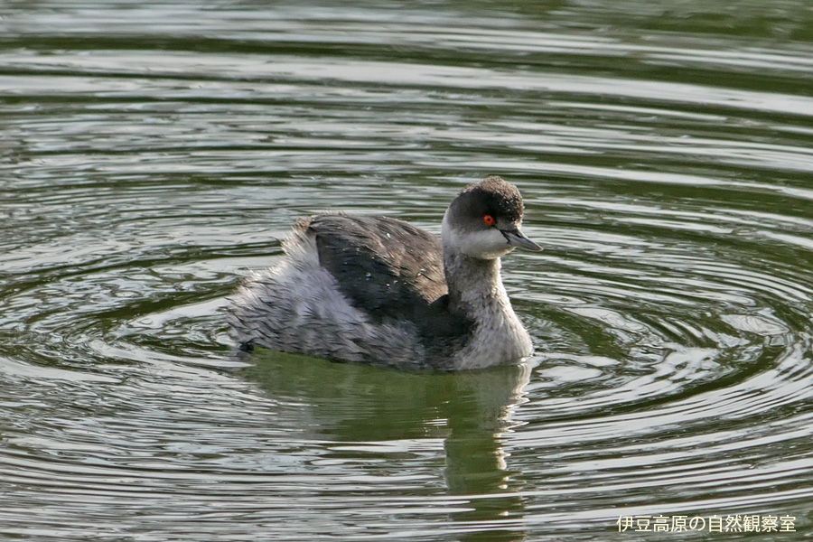 �ɓ������̎��R�ώ@��