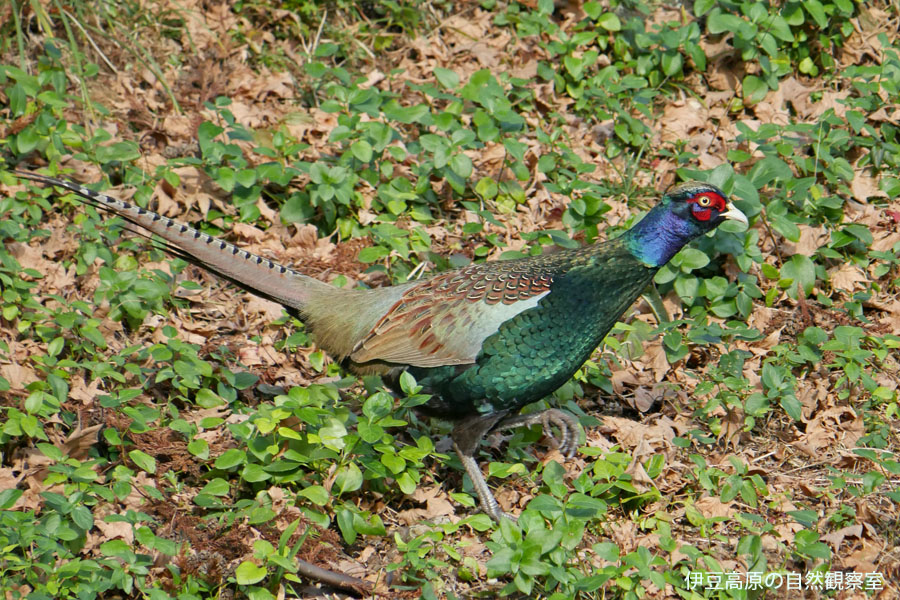 �ɓ������̎��R�ώ@��