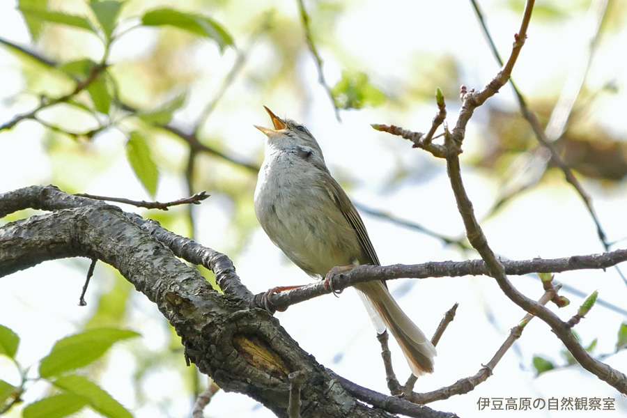 �ɓ������̎��R�ώ@��