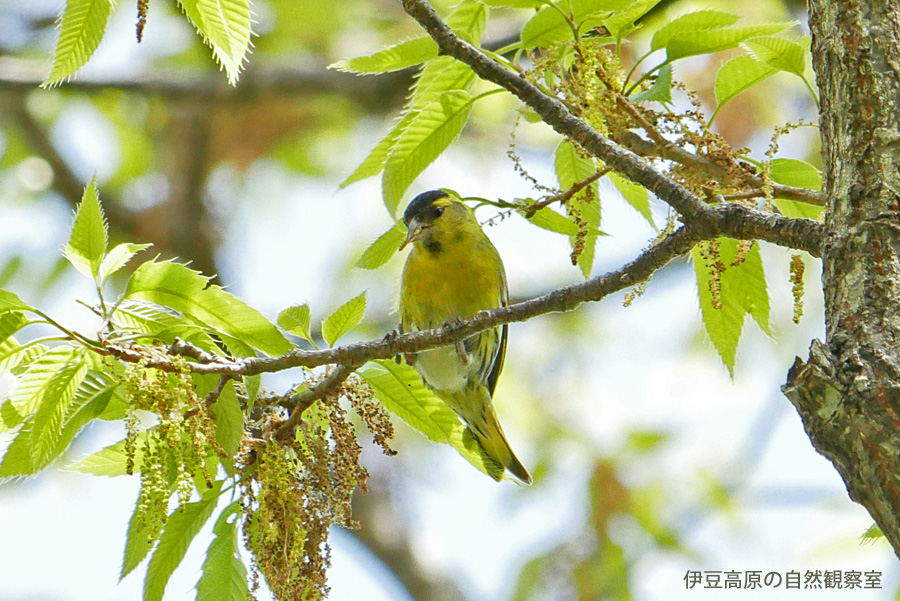 �ɓ������̎��R�ώ@��