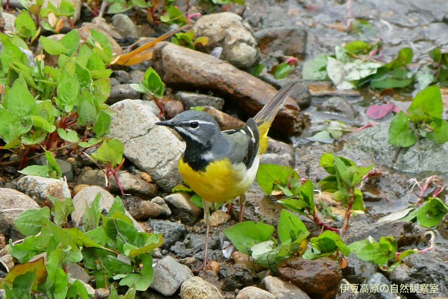 �ɓ������̎��R�ώ@��