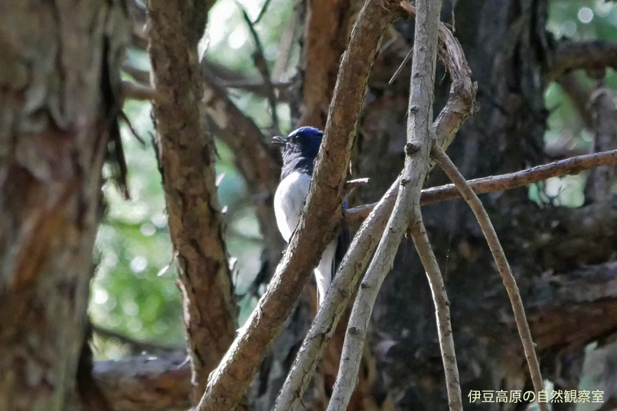 �ɓ������̎��R�ώ@��