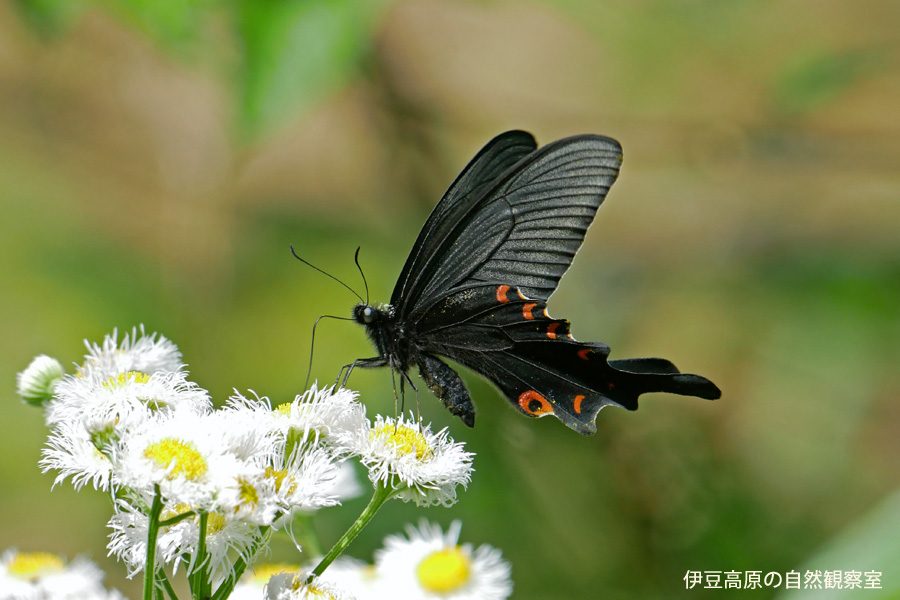 �ɓ������̎��R�ώ@��