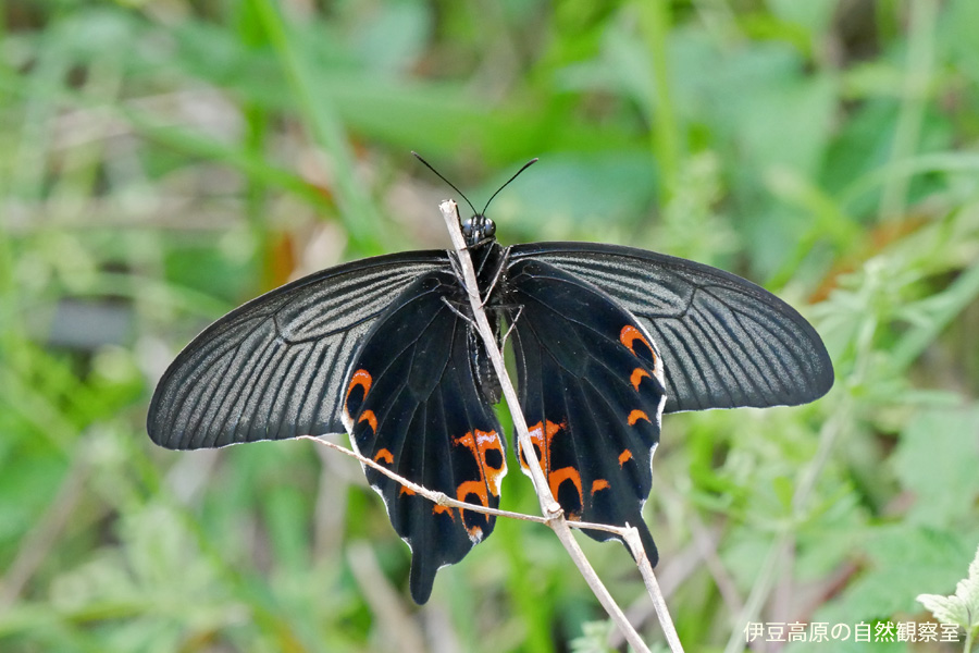 �ɓ������̎��R�ώ@��