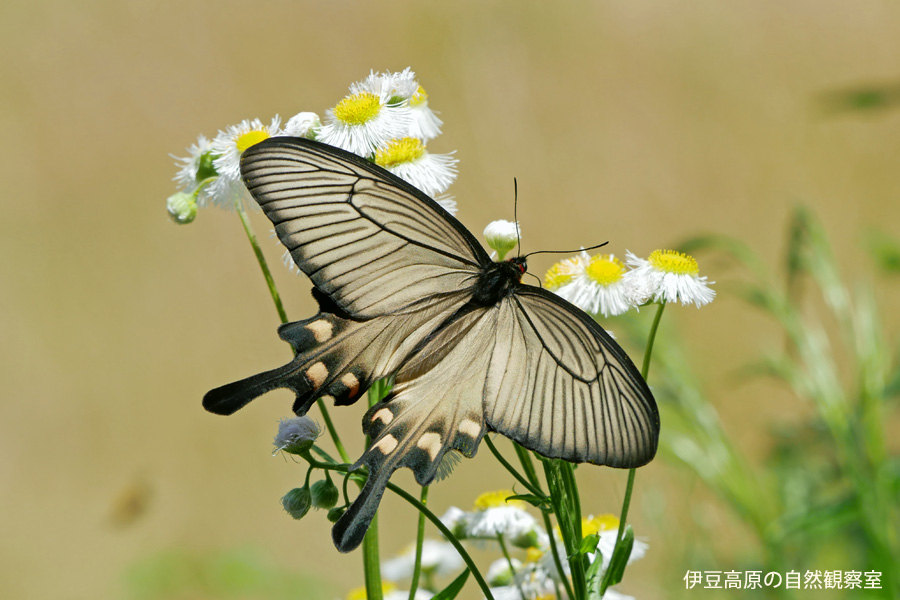 �ɓ������̎��R�ώ@��