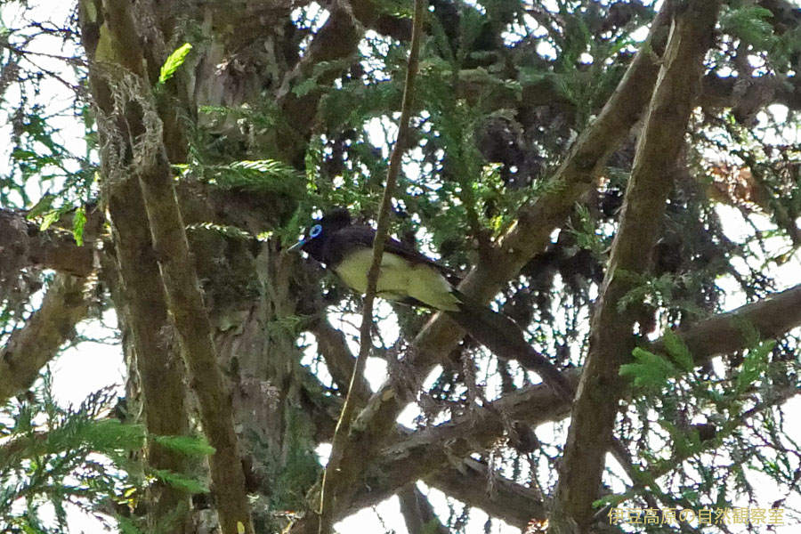 �ɓ������̎��R�ώ@��