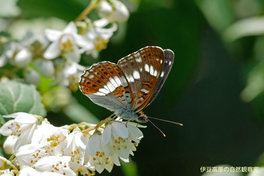 �ɓ������̎��R�ώ@��