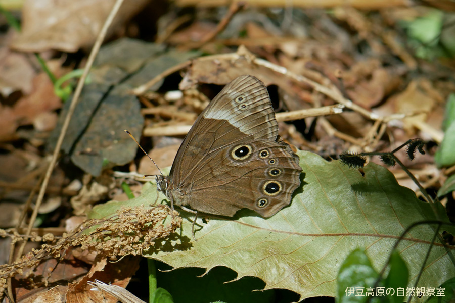 �ɓ������̎��R�ώ@��