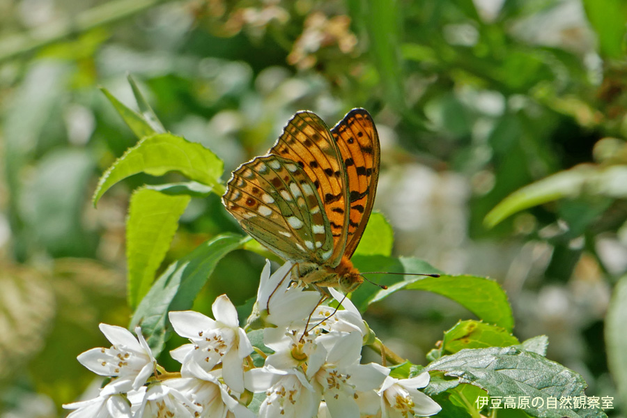 �ɓ������̎��R�ώ@��