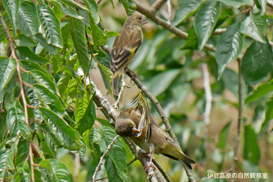 �ɓ������̎��R�ώ@��