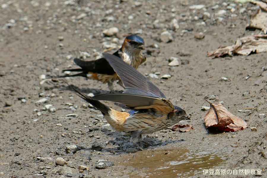 �ɓ������̎��R�ώ@��