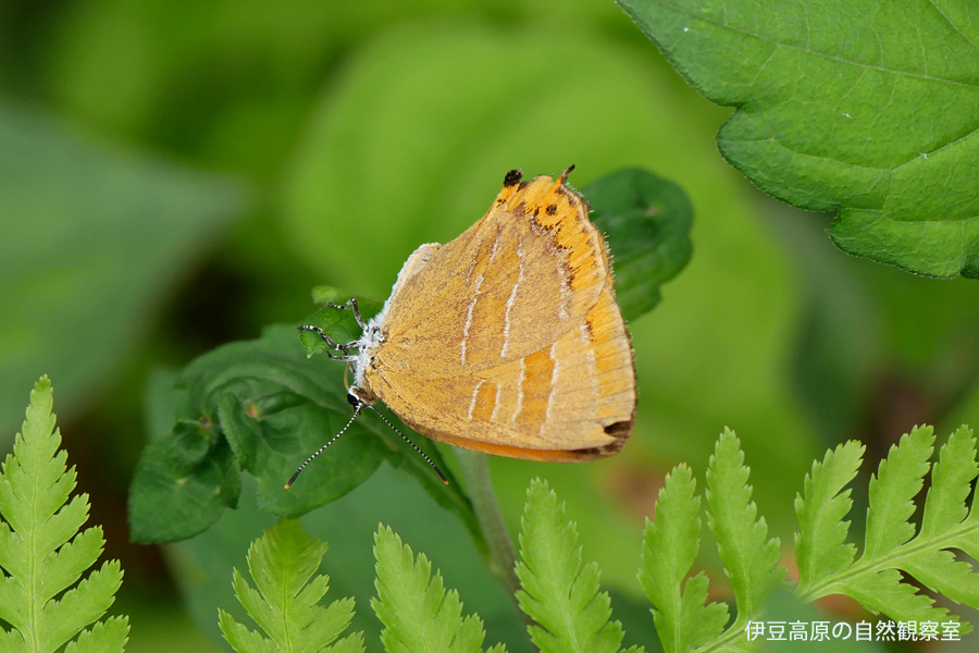 �ɓ������̎��R�ώ@��