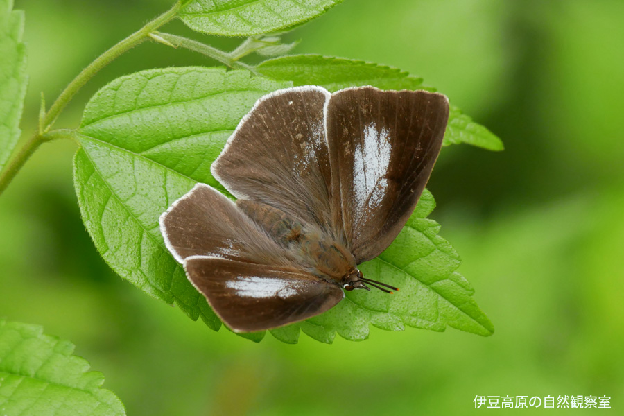 �ɓ������̎��R�ώ@��