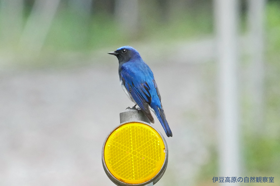 �ɓ������̎��R�ώ@��