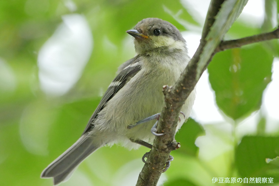 �ɓ������̎��R�ώ@��