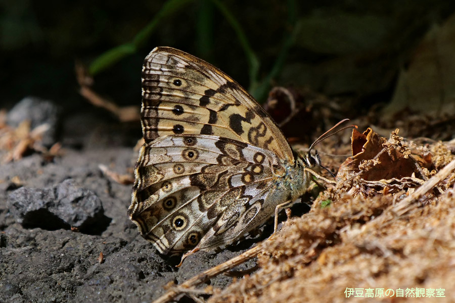 �ɓ������̎��R�ώ@��