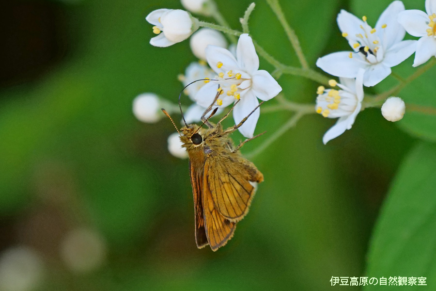 �ɓ������̎��R�ώ@��