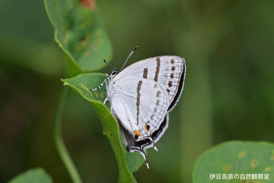 �ɓ������̎��R�ώ@��