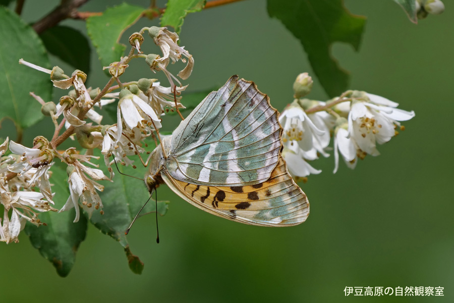 �ɓ������̎��R�ώ@��