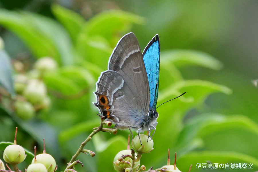 �ɓ������̎��R�ώ@��