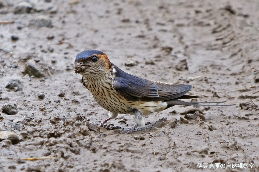 �ɓ������̎��R�ώ@��