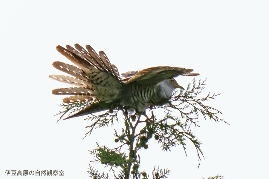 �ɓ������̎��R�ώ@��