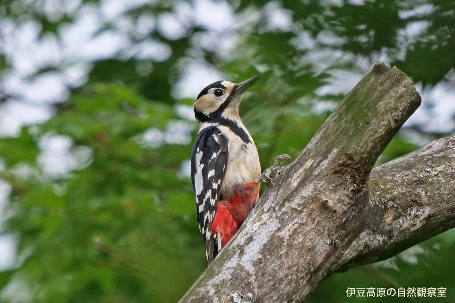 �ɓ������̎��R�ώ@��