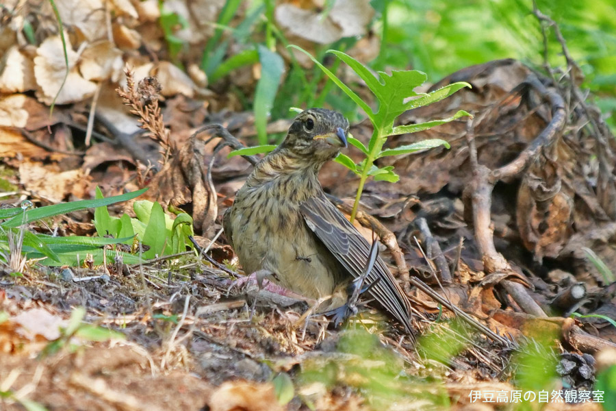 �ɓ������̎��R�ώ@��