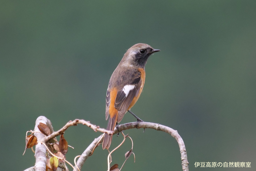 �ɓ������̎��R�ώ@��