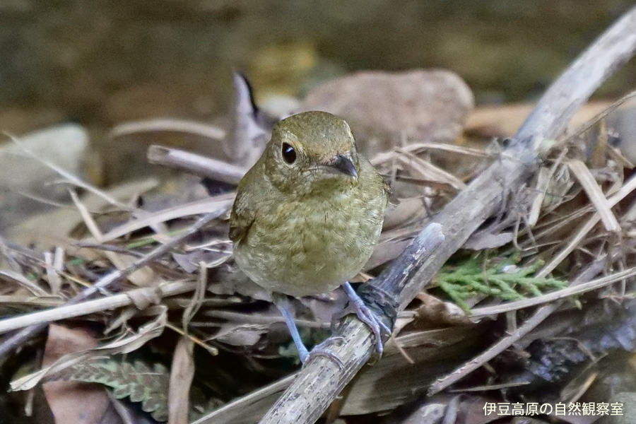 �ɓ������̎��R�ώ@��