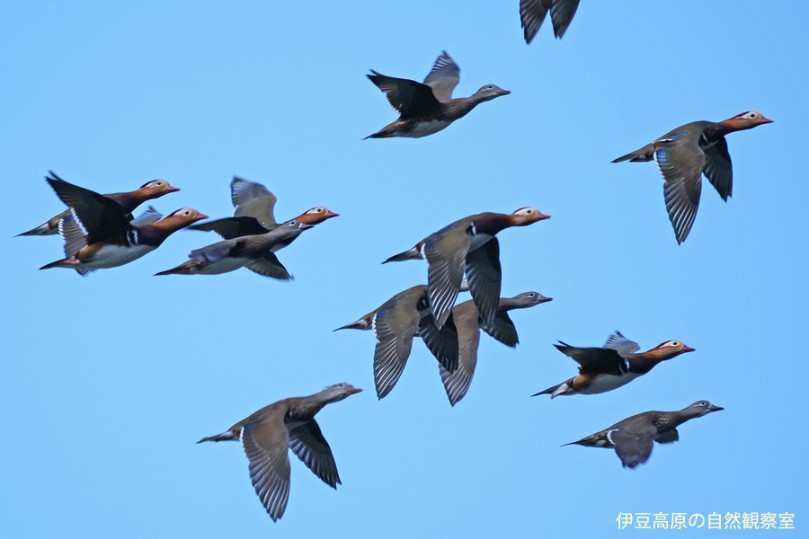 �ɓ������̎��R�ώ@��