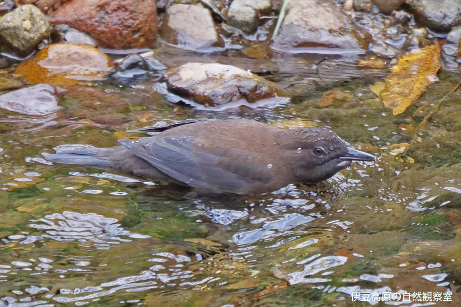 �ɓ������̎��R�ώ@��