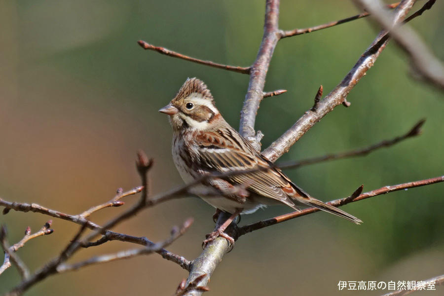 �ɓ������̎��R�ώ@��