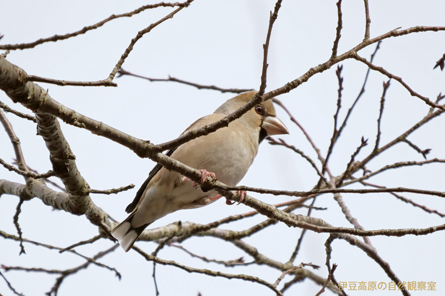 �ɓ������̎��R�ώ@��