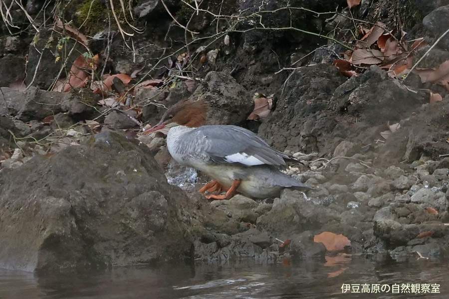 �ɓ������̎��R�ώ@��