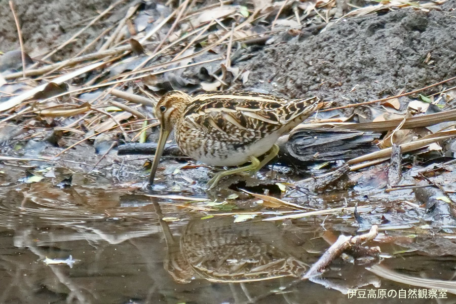 �ɓ������̎��R�ώ@��