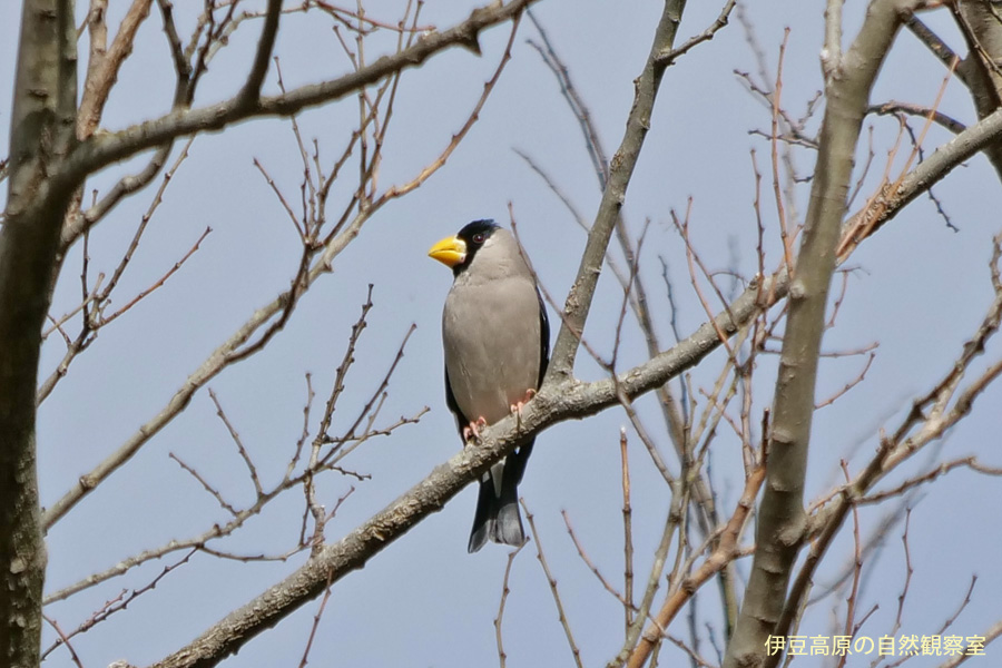 �ɓ������̎��R�ώ@��