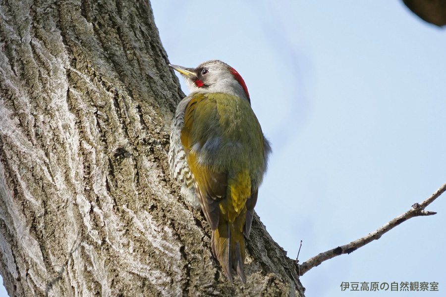 �ɓ������̎��R�ώ@��