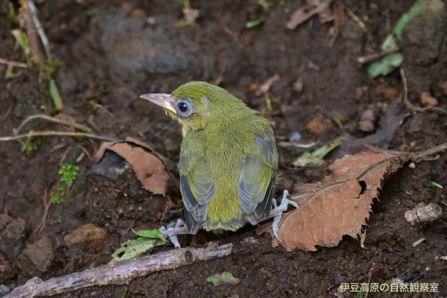 �ɓ������̎��R�ώ@��